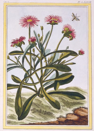 La Ficode d&39;AfriqueまたはMesembryanthemum、c.1776（手彩色の彫刻） 作： Pierre Joseph Buchoz